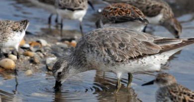 derretimento do Ártico ameaça espécies de aves migratórias