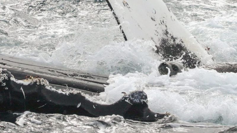 baleia-jubarte-protege-especies-foca-800