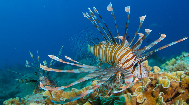 Proliferação de peixe-leão ameaça Mar Mediterrâneo