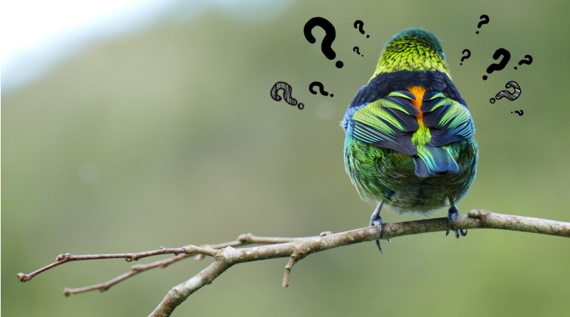 15 livros gratuitos para identificar aves - Conexão Planeta