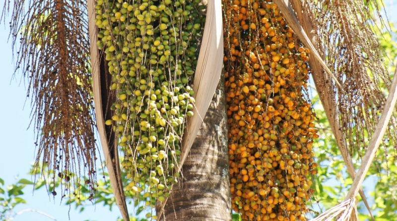 Sorveteria Florestal em COQUINHOS