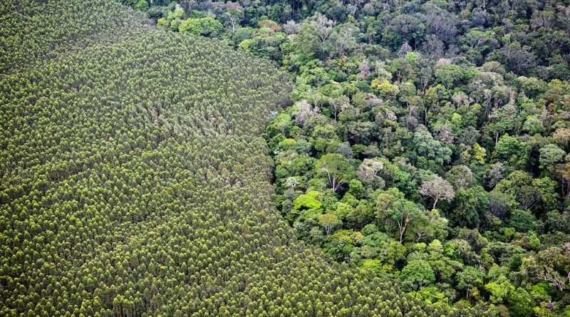 Florestas do Amapá correm risco de serem dizimadas por plantações de soja e eucalipto
