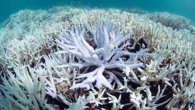 Fenômeno de branqueamento de corais da Austrália foi o pior da história