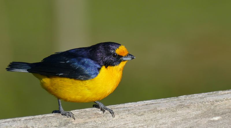 Quebra-cabeça Tema da Natureza Desafio dos Animais Tropicais