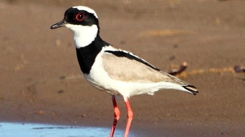 Estado das aves da Caatinga é avaliado - ((o))eco