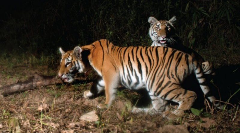 Filhotes de tigre ameaçado de extinção nascem em zoo de Moscou