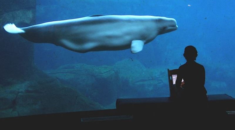 Aquário de Vancouver é proibido de manter golfinhos e baleias em cativeiro