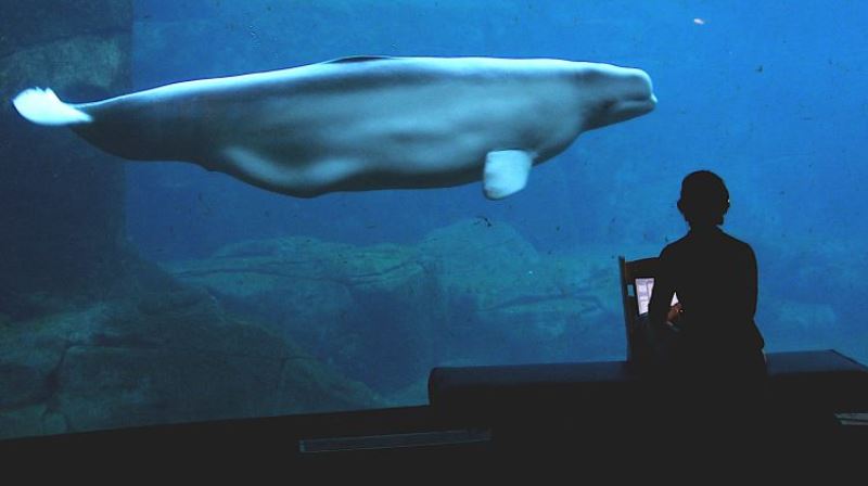 Aquário de Vancouver é proibido de manter golfinhos e baleias em cativeiro