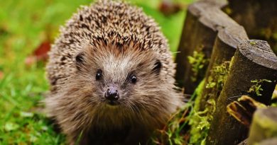 Ouriços: fofos, mas quase extintos no Reino Unido