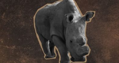 Último rinoceronte branco do planeta busca parceira no Tinder para salvar sua espécie