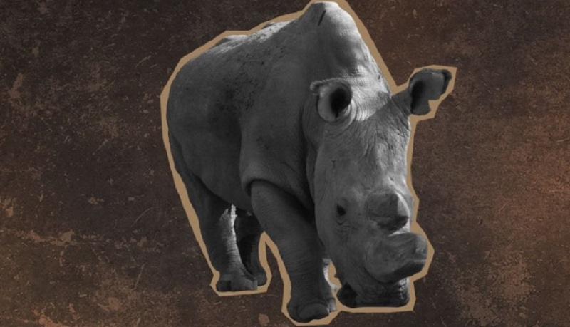 Último rinoceronte branco do planeta busca parceira no Tinder para salvar sua espécie