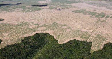 Brasil pode perder equivalente ao território de Portugal em áreas protegidas, alerta WWF-Brasil