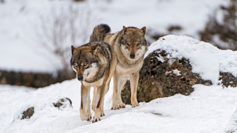 Manada de lobos selvagem aparece na Dinamarca após 200 anos