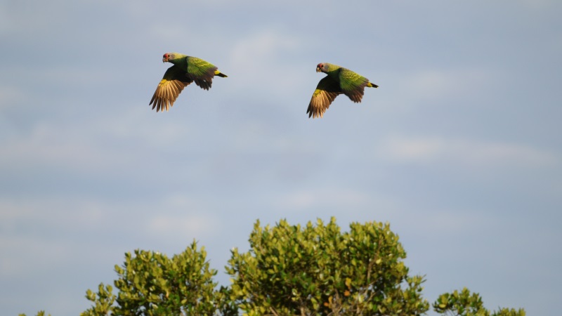 Censo mostra aumento de papagaios-de-cara-roxa no litoral do Paraná e São Paulo