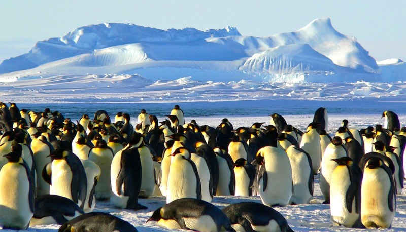 happy feet vai dançar: emperadores pinguins ameaçados