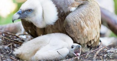 Casal gay de aves choca ovo e cria filhote em Amsterdam