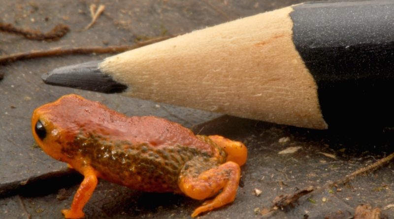 Descoberta duas novas espécies de mini sapos no Paraná