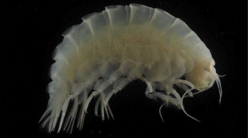 Criaturas dos abismos mais profundos dos oceanos têm plástico no estômago