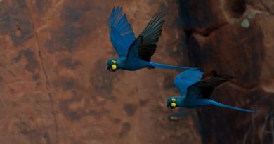 Censo mostra recuperação da população da arara-azul-de-lear na Bahia