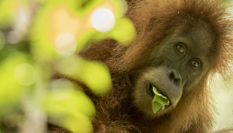 Descoberta nova espécie de orangotango, já ameaçada de extinção