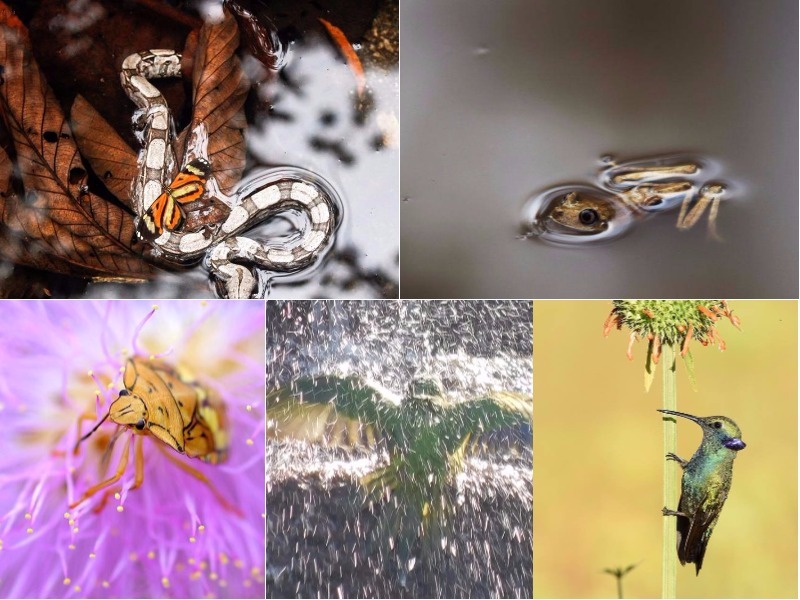 Aqui estão os finalistas do 1o Concurso Conexão Planeta de Fotografia de Animais!