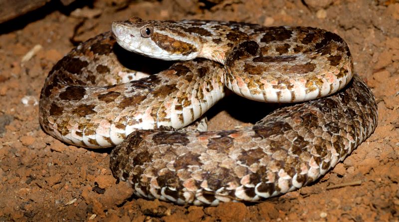 Descoberta nova espécie de serpente na Caatinga — CAPES