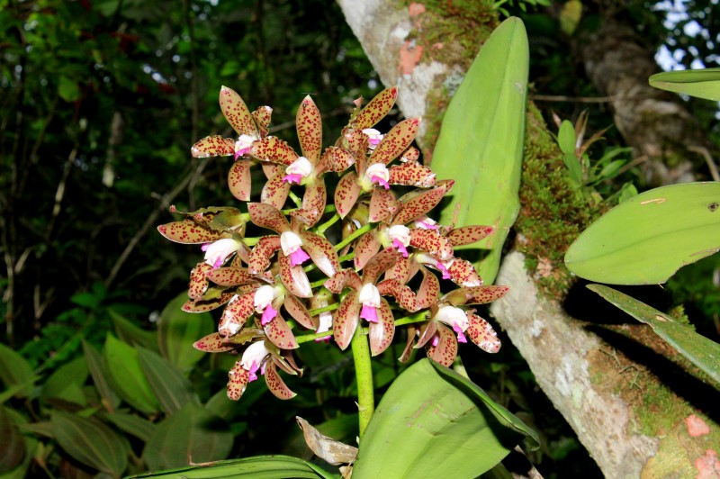 Orquídeas em perigo: destruição invisível, extinção silenciosa - Conexão  Planeta