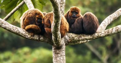 Febre amarela mata todos os macacos bugios do Horto Florestal em São Paulo