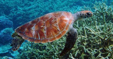 Oceanos mais quentes estão provocando somente nascimento de tartarugas fêmeas