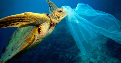 Ao confundir plástico por água-viva, tartarugas encontram a morte