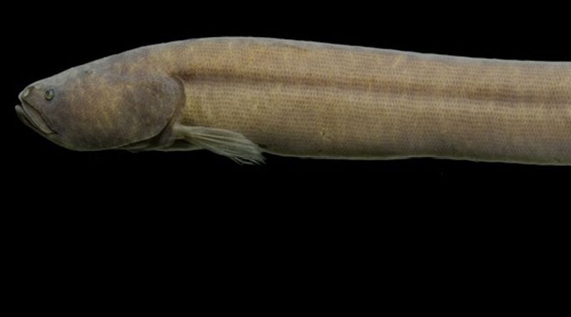 Descoberta nova família de peixes amazônicos, a primeira em 40 anos