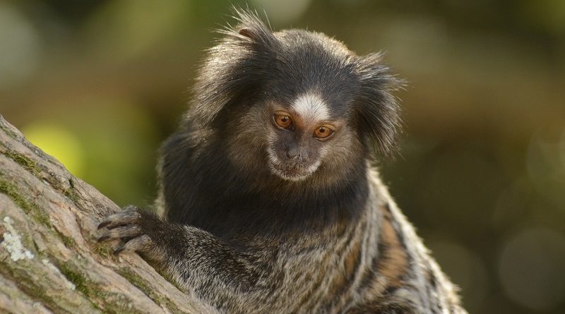 Macaco sagui em estado selvagem em são paulo brasil