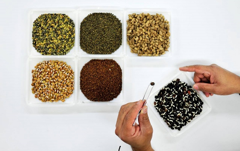 Banco mundial de sementes chega à marca de 1 milhão de grãos 