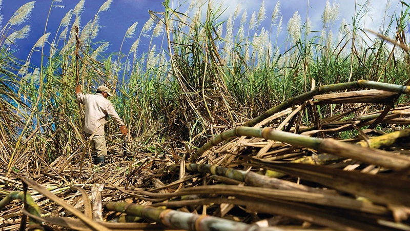 liberaçao do plantio de cana de açúcar na Amazônia é polêmica