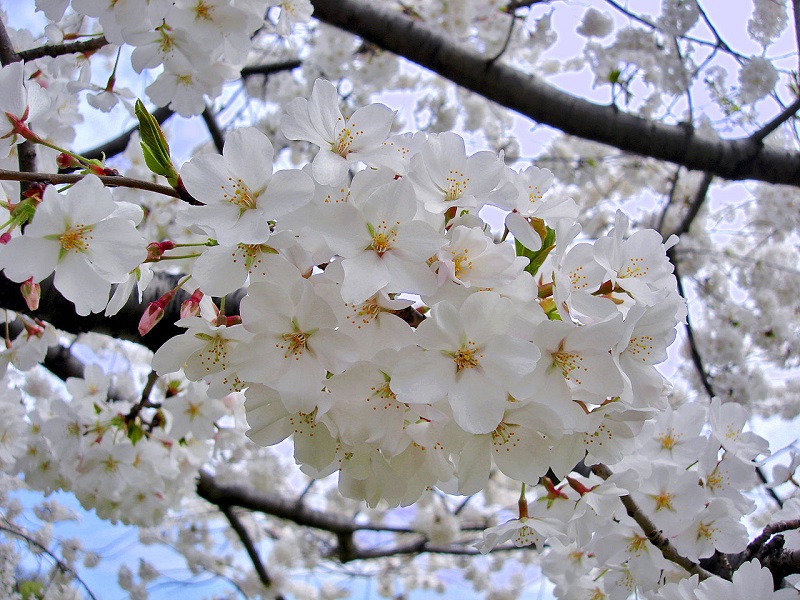 Florada antecipada das cerejeiras nos Estados Unidos e no Japão é novo alerta sobre o aquecimento global