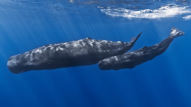 Baleia cachalote encontrada morta na Espanha tinha 29 kg de plástico no estômago 