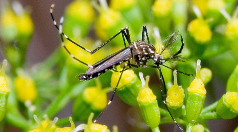 Brasil tem aumento de 599% nos casos de dengue em 2019 