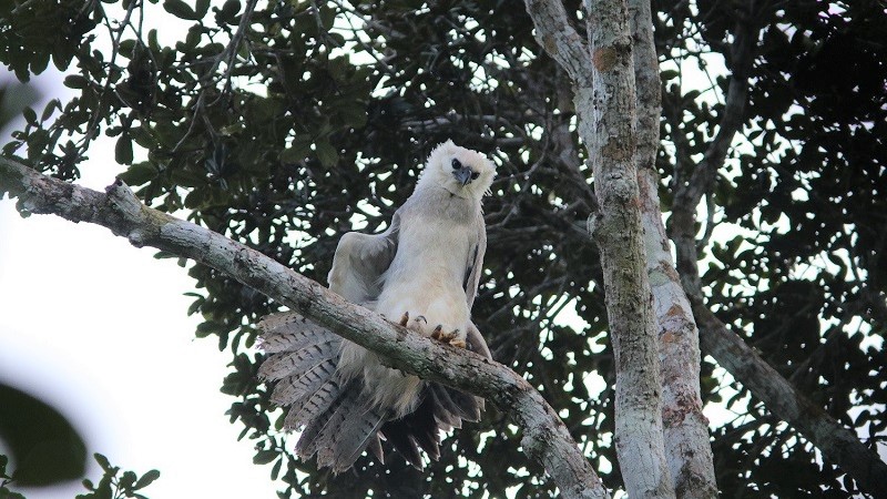 Descobertos em reserva de proteção da Bahia ninhos de harpia, ave rara em risco de extinção 