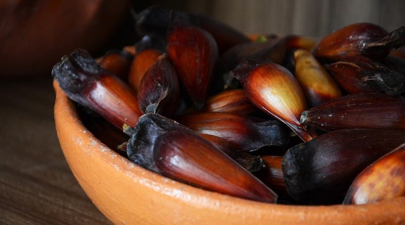 Pinhão: semente, castanha ou fruto?, Terra da Gente