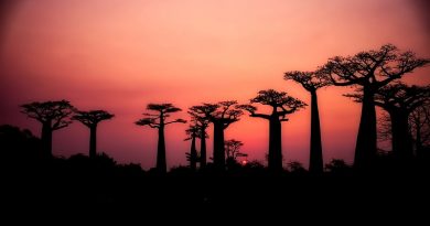 Maiores e mais antigos baobás da África morrem e cientistas culpam o aquecimento global