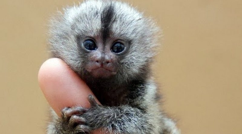 Menor macaco do mundo, que vive na Amazônia, é dividido em duas espécies e não uma