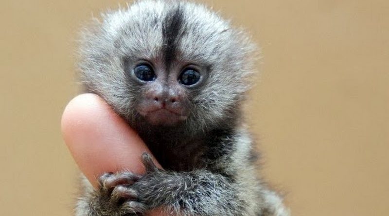 Macaco sagui em estado selvagem no rio de janeiro brasil