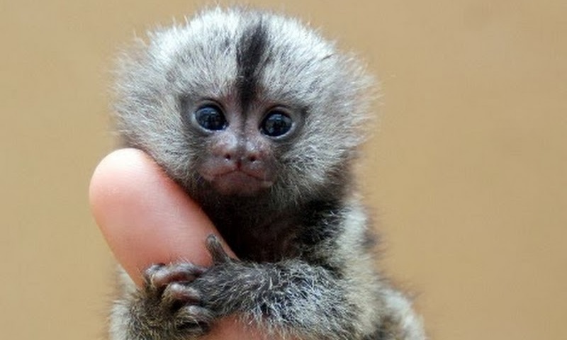 My Pets - Esse é o Sagui Pigmeu, o menor macaco do mundo!! 🐒💙