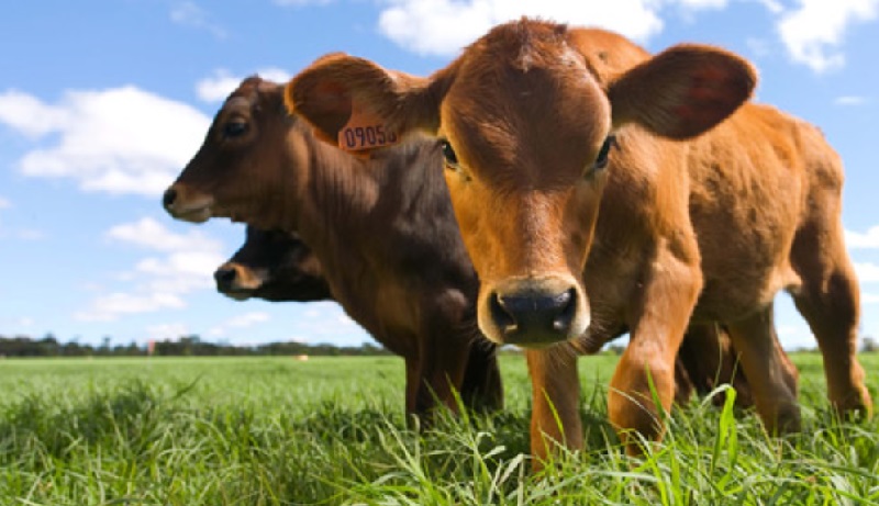 rebanho bovino campeão de emissões de gases de efeito estufa