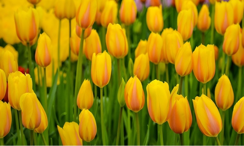 As tulipas holandesas que, na verdade, são... turcas!
