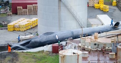 Pescadores islandeses são flagrados com baleia azul morta, espécie em extinção com caça proibida