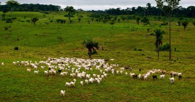 Dinheiro que financia soja, pecuária e consequente desmatamento na Amazônia vem de paraísos fiscais