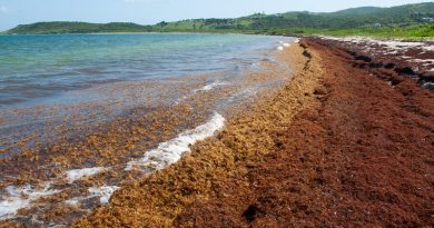Praias do Caribe e Golfo do México estão infestadas com algas, afugentando banhistas e pescadores
