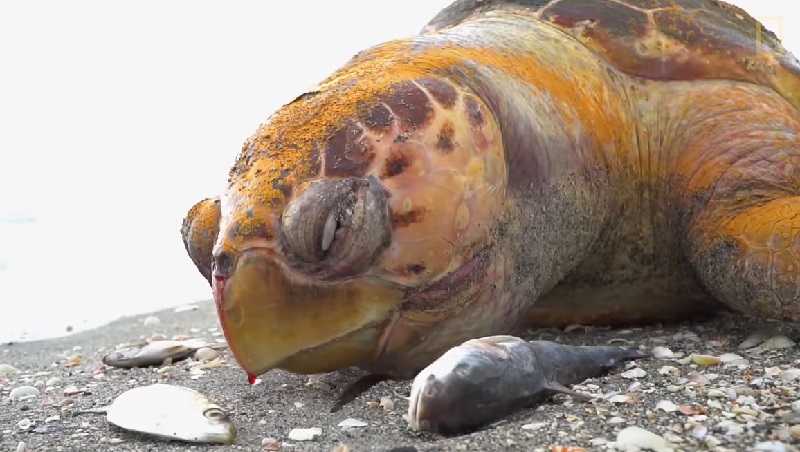 Infestação de algas tóxicas está matando vida marinha na Flórida