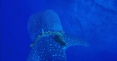 Tubarão-baleia com corda ao redor do corpo é salvo por mergulhadores no Havaí